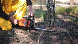 Best Tree and Shrub Care  in Putnam Lake, NY